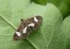 Anania luctualis